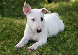 bull_terrier1.jpg