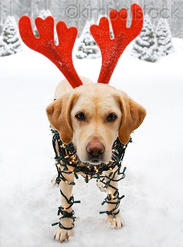 kimballstock_dog_18_sa0017_01.jpg