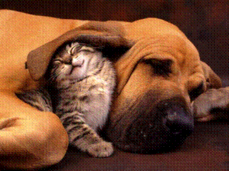 slide0003_image002.gif