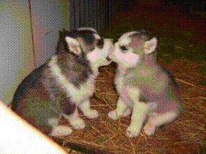 slide0016_image001.gif